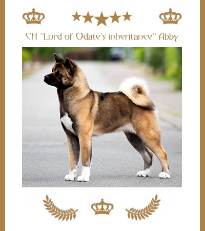 Amerikanischer Akita Champion Abby