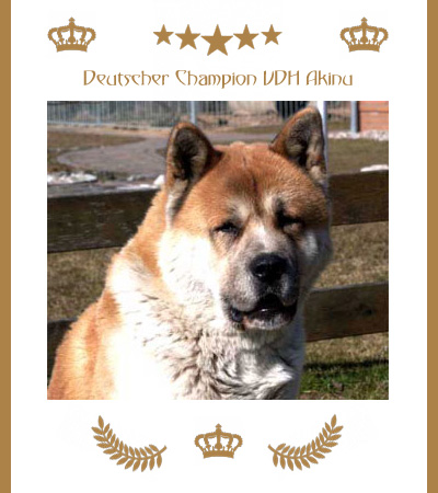 Amerikanischer Akita Champion Akinu