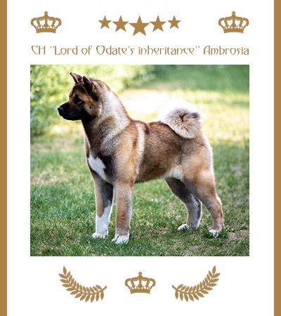 Amerikanischer Akita Champion Ambrosia