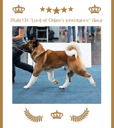 Amerikanischer Akita Champion Amur