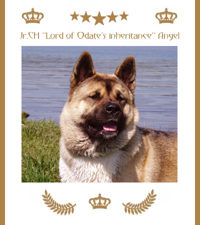 Amerikanischer Akita Champion Angel