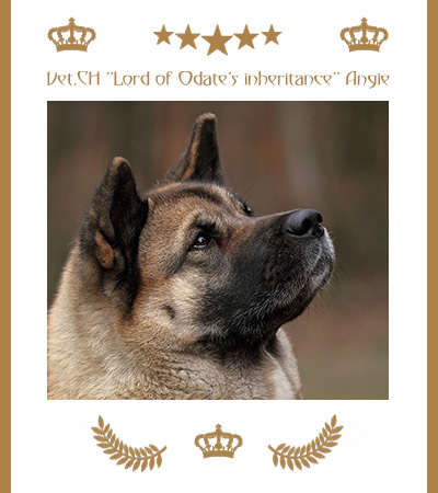 Amerikanischer Akita Champion Angie