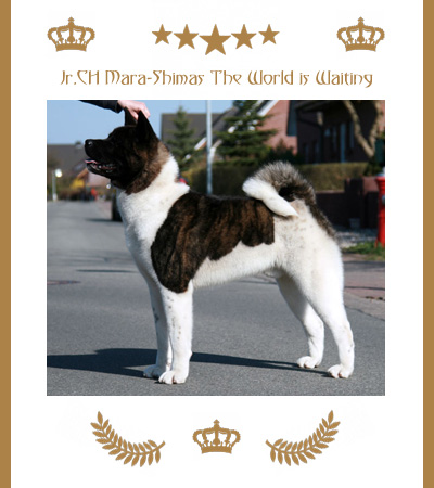 Amerikanischer Akita Champion Atomic