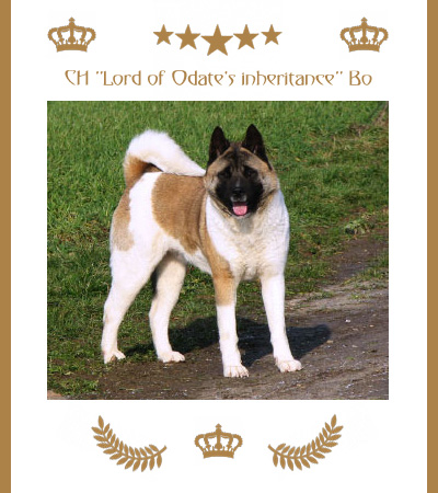 Amerikanischer Akita Champion Bo