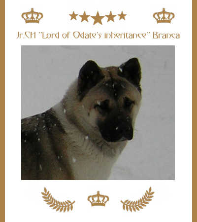 Amerikanischer Akita Champion Branca