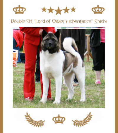 Amerikanischer Akita Champion Chichi