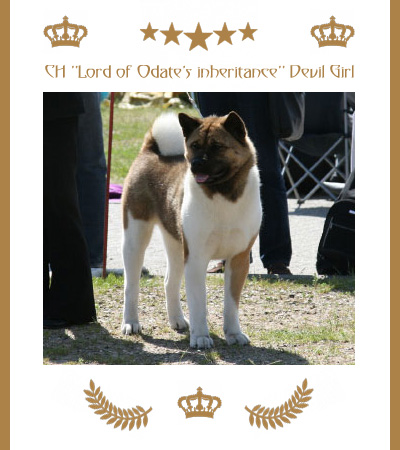 Amerikanischer Akita Champion Devil