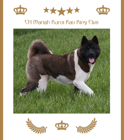 Amerikanischer Akita Champion Elvis