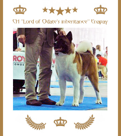 Amerikanischer Akita Champion Enapay