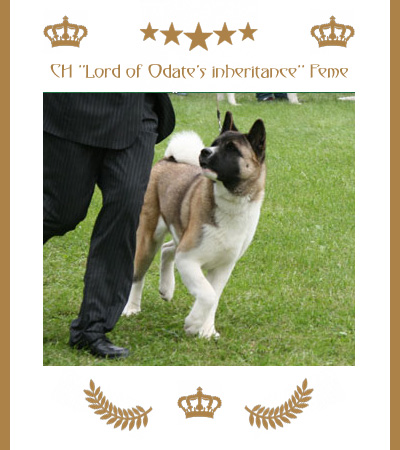 Amerikanischer Akita Champion Feme