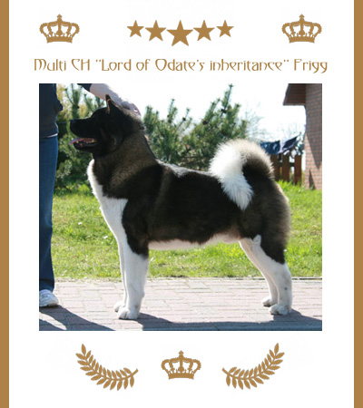 Amerikanischer Akita Champion Frigg