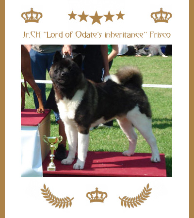 Amerikanischer Akita Champion Frisco