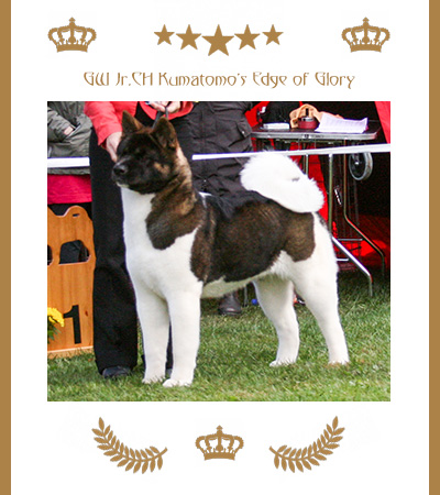 Amerikanischer Akita Champion Glory