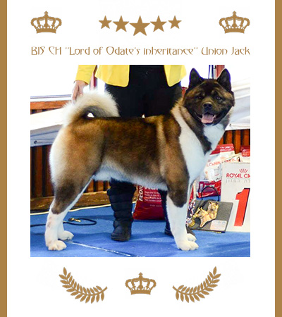 Amerikanischer Akita Champion Union Jack