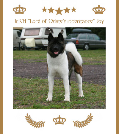 Amerikanischer Akita Champion Joy