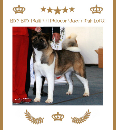 Amerikanischer Akita Champion Mab