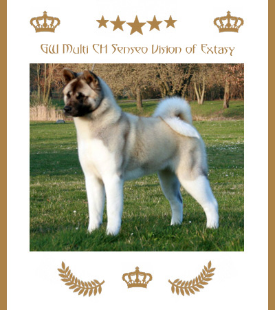 Amerikanischer Akita Champion Maggie
