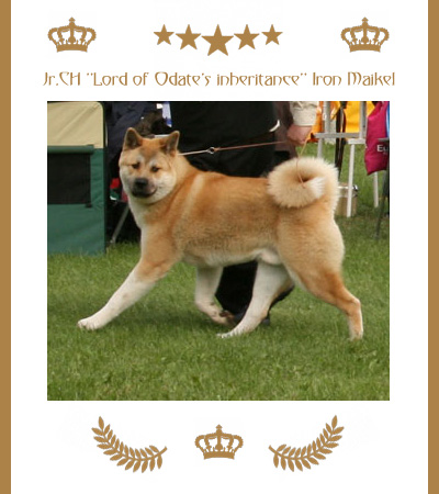 Amerikanischer Akita Champion Maikel