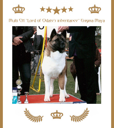 Amerikanischer Akita Champion Maya