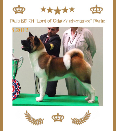 Amerikanischer Akita Champion Merlin