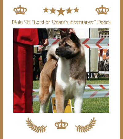 Amerikanischer Akita Champion Naomi