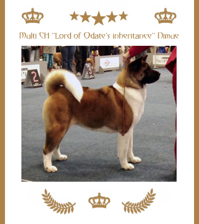 Amerikanischer Akita Champion Nimue