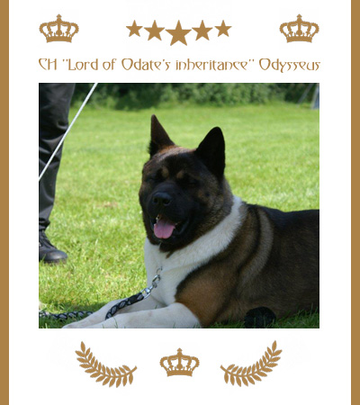 Amerikanischer Akita Champion Odysseus