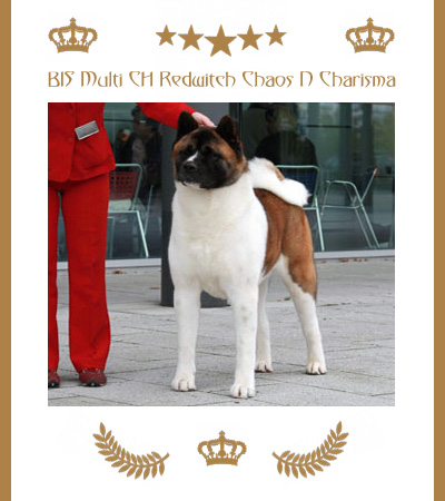 Amerikanischer Akita Champion Reece