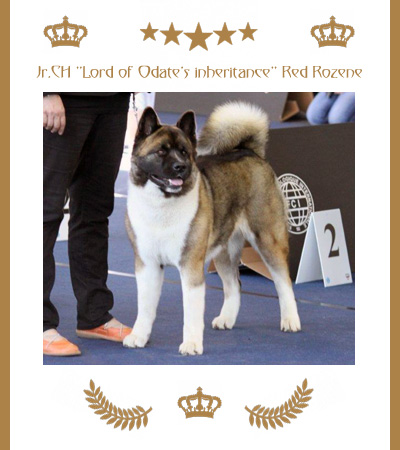 Amerikanischer Akita Champion Rozene