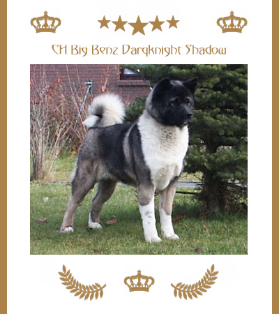 Amerikanischer Akita Champion Shadow