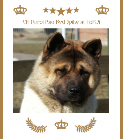 Amerikanischer Akita Champion Spike