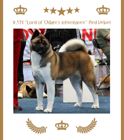 Amerikanischer Akita Champion Velvet