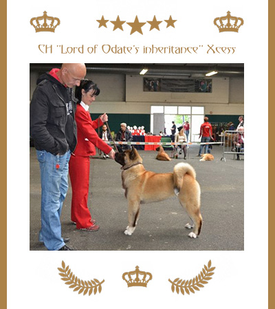 Amerikanischer Akita Champion Xcess