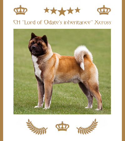Amerikanischer Akita Champion Xcross