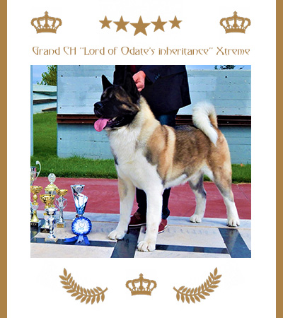 Amerikanischer Akita Champion Xtreme