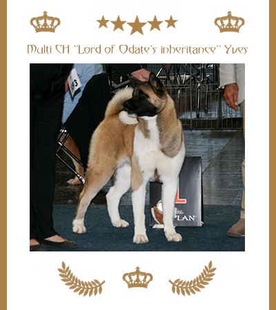 Amerikanischer Akita Champion Yves