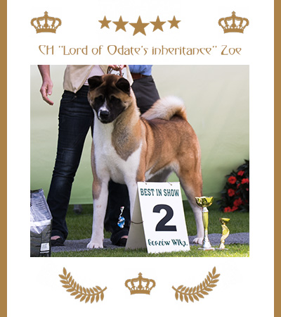 Amerikanischer Akita Champion Zoe