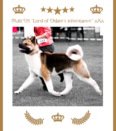 Amerikanischer Akita Champion xXx