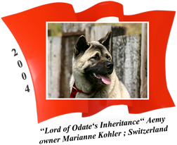 American Akita female Aemy