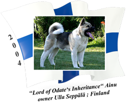 American Akita male Ainu