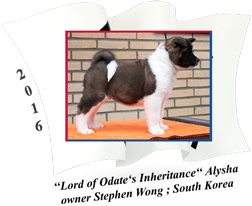 American Akita puppy female Alysha