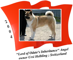 American Akita female Angel