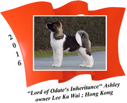American Akita puppy female Ashley