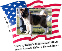 American Akita male Blade