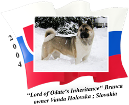 American Akita female Branca