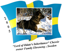 American Akita female Chessie