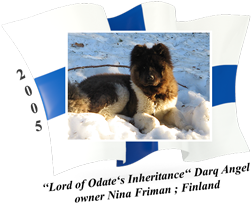 American Akita female Darq Angel