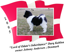 American Akita female Darq Kahlua
