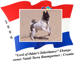 American Akita male Ekanga