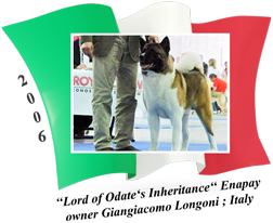 American Akita male Enapay
